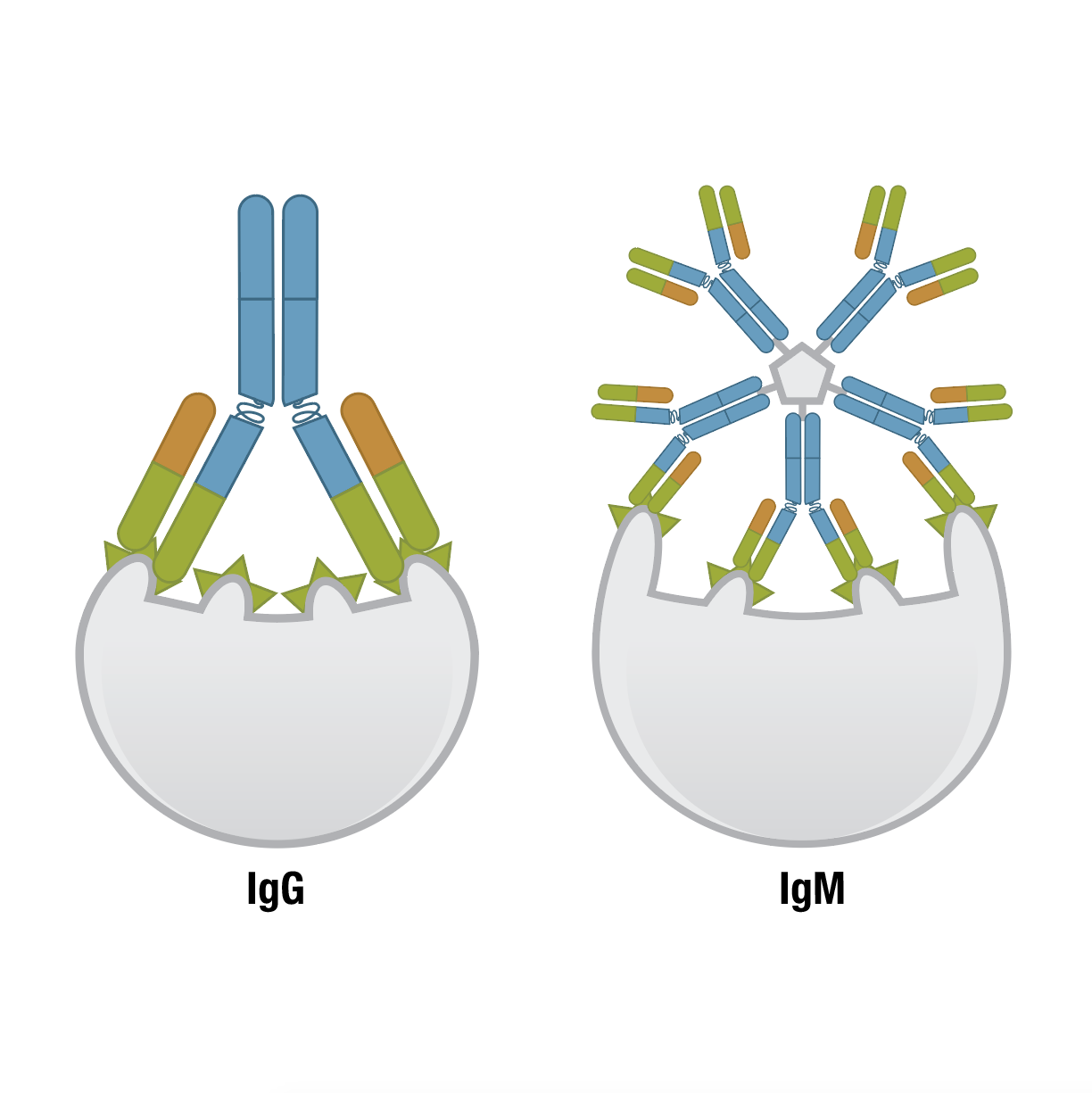 Antibody Essentials Part 1: Antibody Basics